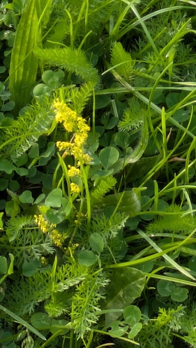 Galium verum, photograph 4