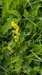 Galium verum, photograph (c) guywallbanks, some rights reserved (CC BY)