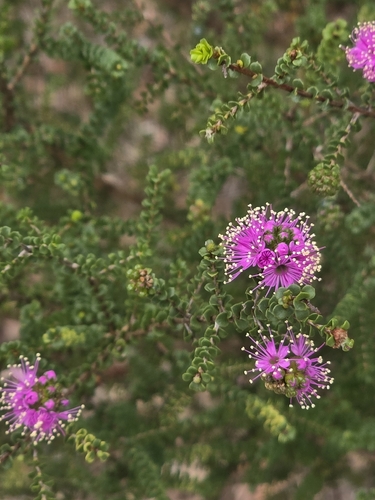 Swamp Kunzea