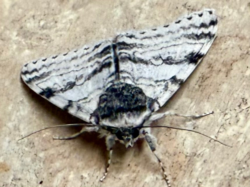 White Underwing