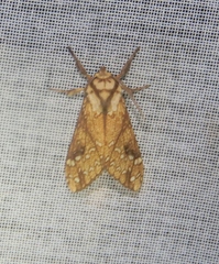 Lophocampa propinqua