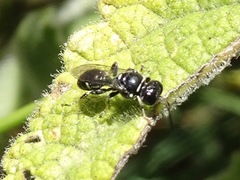 Clitemnestra bipunctata