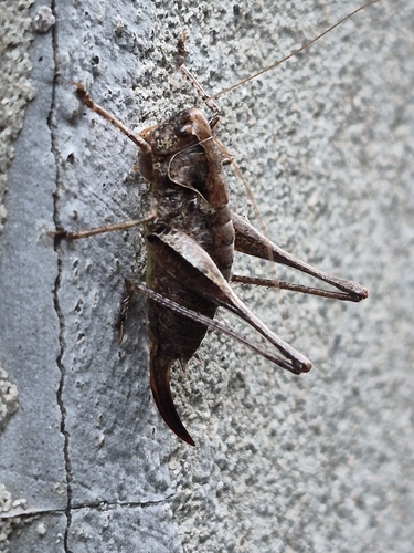 Dark Bush-cricket