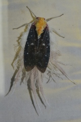 Cerogenes auricoma