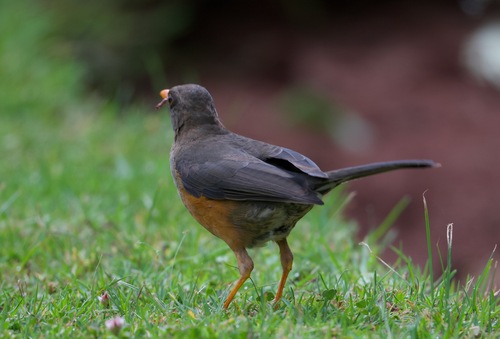 iNaturalist image