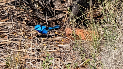 Splendid Fairywren