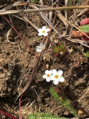 Leptosiphon rosaceus