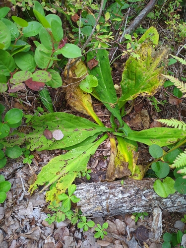 Lysichiton americanus, photograph 5