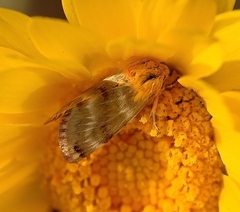 Schinia miniana