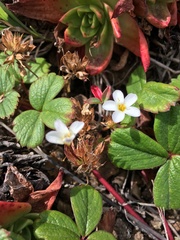 Leptosiphon rosaceus