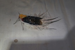 Cerogenes auricoma