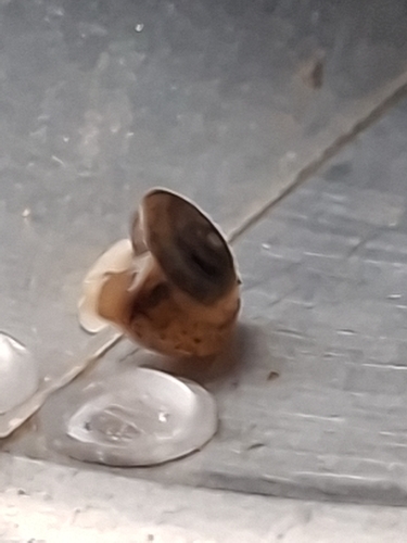 Girdled Snail