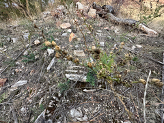 Linaria dalmatica