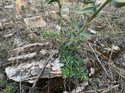 Linaria dalmatica, photograph 1
