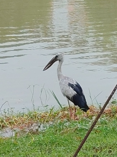 Asian Openbill