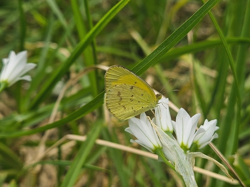 Small Grass-yellow