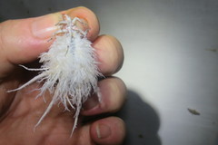 Cerogenes auricoma