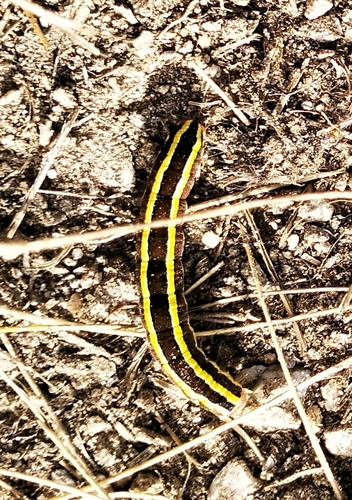 Broom Moth