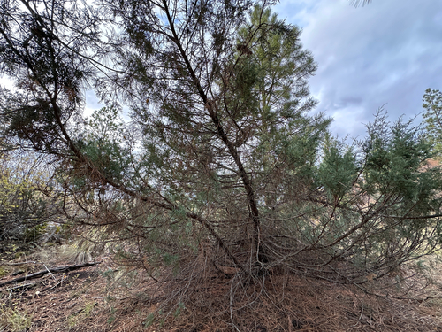 Juniperus scopulorum, photograph 1