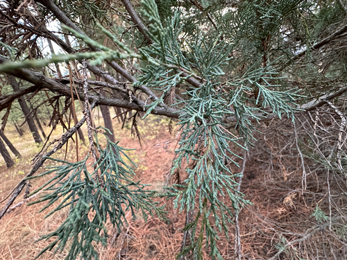 Juniperus scopulorum, photograph 3