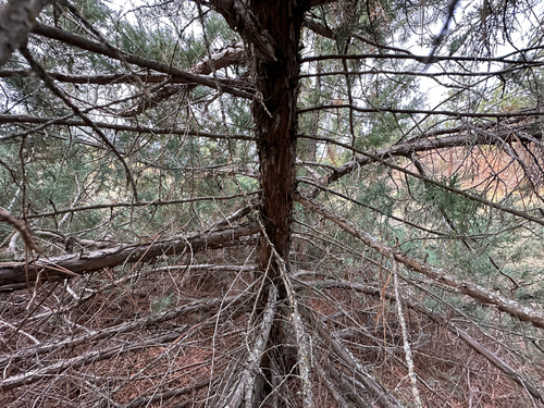 Juniperus scopulorum, photograph 2