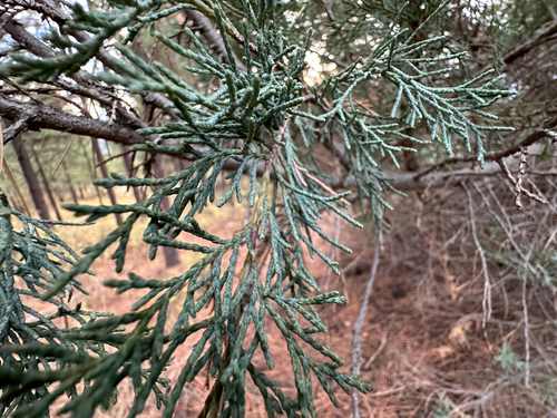 Juniperus scopulorum, photograph 4