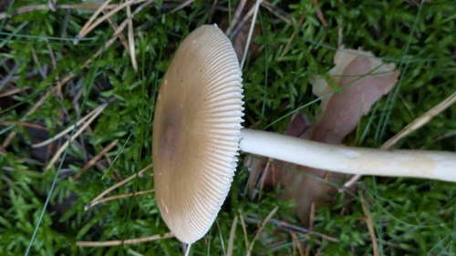 Tawny Grisette