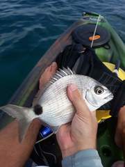 Diplodus caudimacula