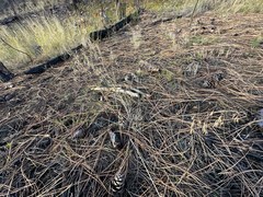 Bromus tectorum