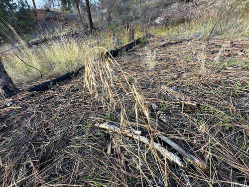 Bromus tectorum, photograph 2
