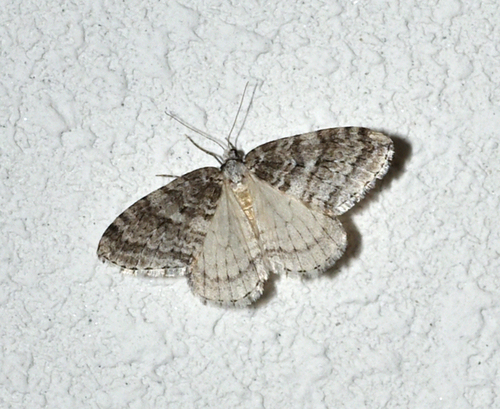 Autumnal Moth