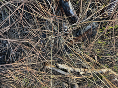 Bromus tectorum, photograph author not stated, no rights reserved