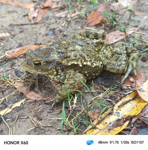 Asiatic Toad