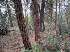 Pinus ponderosa, photograph author not stated, no rights reserved