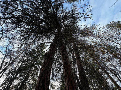 Pinus ponderosa, photograph 5