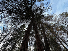 Pinus ponderosa, photograph author not stated, no rights reserved
