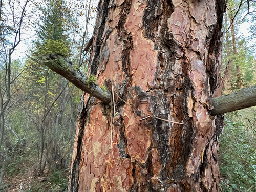 Pinus ponderosa, photograph 6