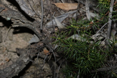 Persoonia juniperina, photograph (c) Greg Tasney, some rights reserved (CC BY-SA)
