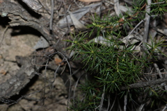 Persoonia juniperina, photograph (c) Greg Tasney, some rights reserved (CC BY-SA)