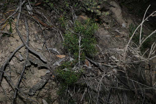Persoonia juniperina, photograph 5