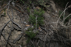 Persoonia juniperina, photograph (c) Greg Tasney, some rights reserved (CC BY-SA)
