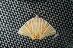 Pityeja histrionaria