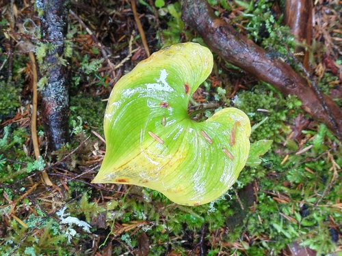 Maianthemum dilatatum, photograph 4