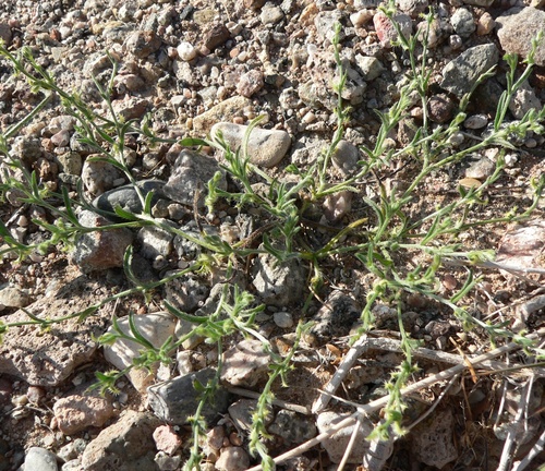 Pectocarya recurvata, photograph 2