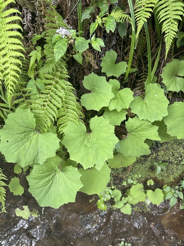Petasites formosanus