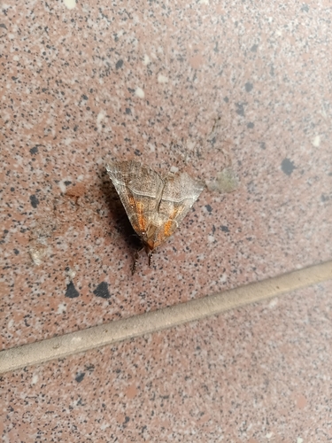 Herald Moth