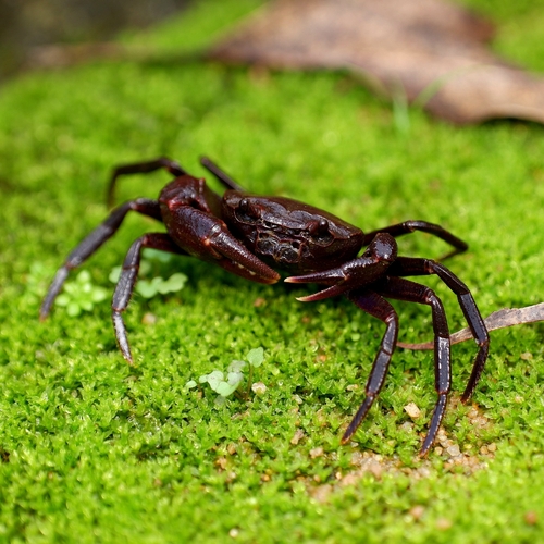 Phricotelphusa hockpingi