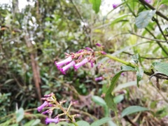 Palicourea angustifolia