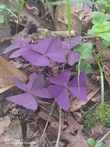 false shamrock