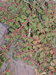 Euphorbia maculata, photograph (c) Oleksandr Shynder, some rights reserved (CC BY)